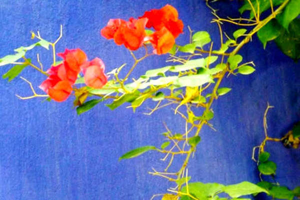 bouganville - Jardin le Majorelle