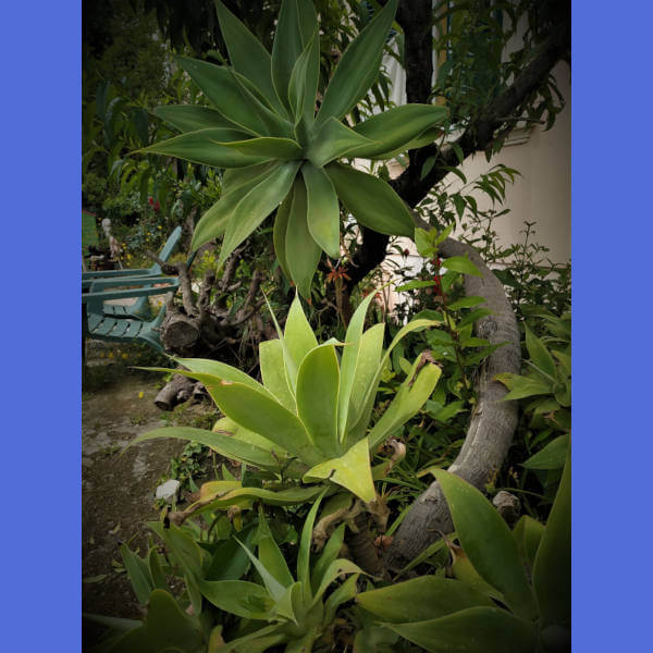 Agave Attenuata