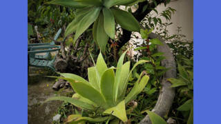 Agave Attenuata