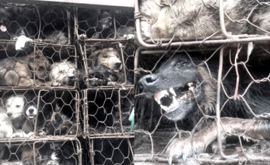 DOPO COVID-19 LA CINA CONTINUA A MANGIARE I CANI