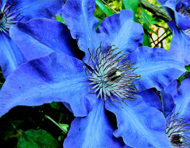 clematis blu