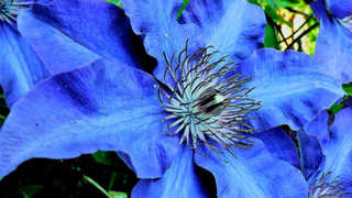 clematis blu