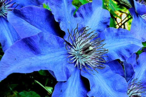 clematis blu