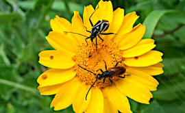 Tre insetti del mio giardino - foto Ivan Fantasia