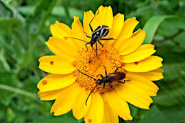 Tre insetti del mio giardino - foto Ivan Fantasia