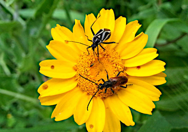 3 insetti nel mio giardino - foto Ivan Fantasia