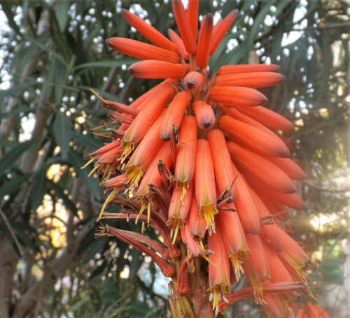 Aloe Arborescens