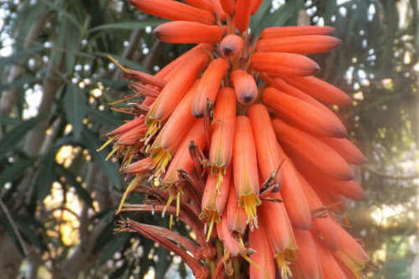 Aloe Arborescens