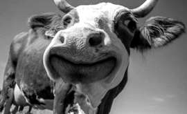 Cambiamenti Climatici, Green Deal e il Manifesto di Assisi