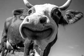 Cambiamenti Climatici, Green Deal e il Manifesto di Assisi