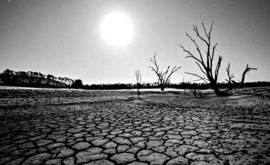 Siccità e Caldo Torrido, Intervista ad un Olivo Senziente