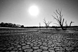 Siccità e Caldo Torrido, Intervista ad un Olivo Senziente