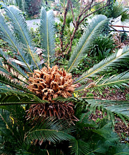 Cycas Revoluta