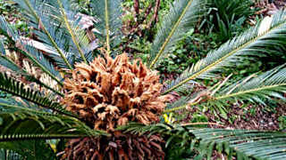 Cycas Revoluta