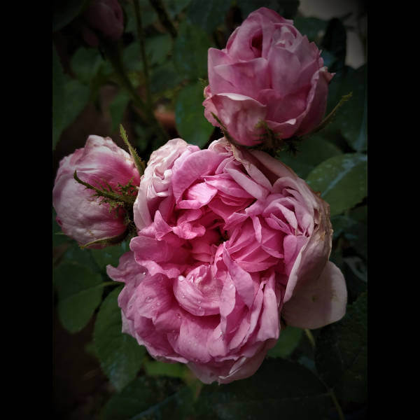 Rosa Salet