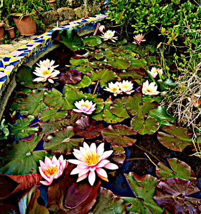 ninfee nel mio giardino