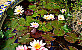 ninfee nel mio giardino