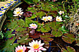 ninfee nel mio giardino