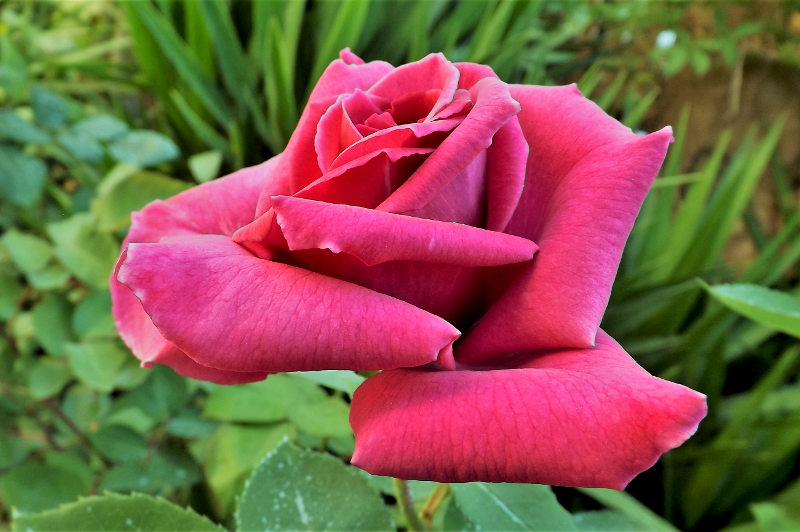 rosa carmine