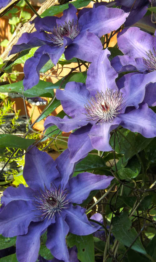 clematis blu