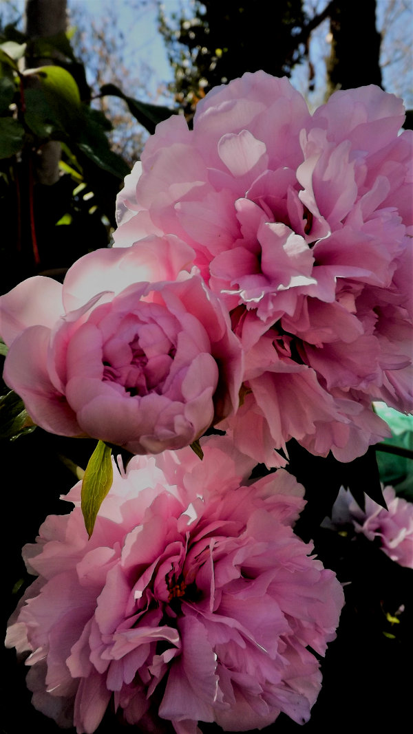peonia rosea 1 peonia1