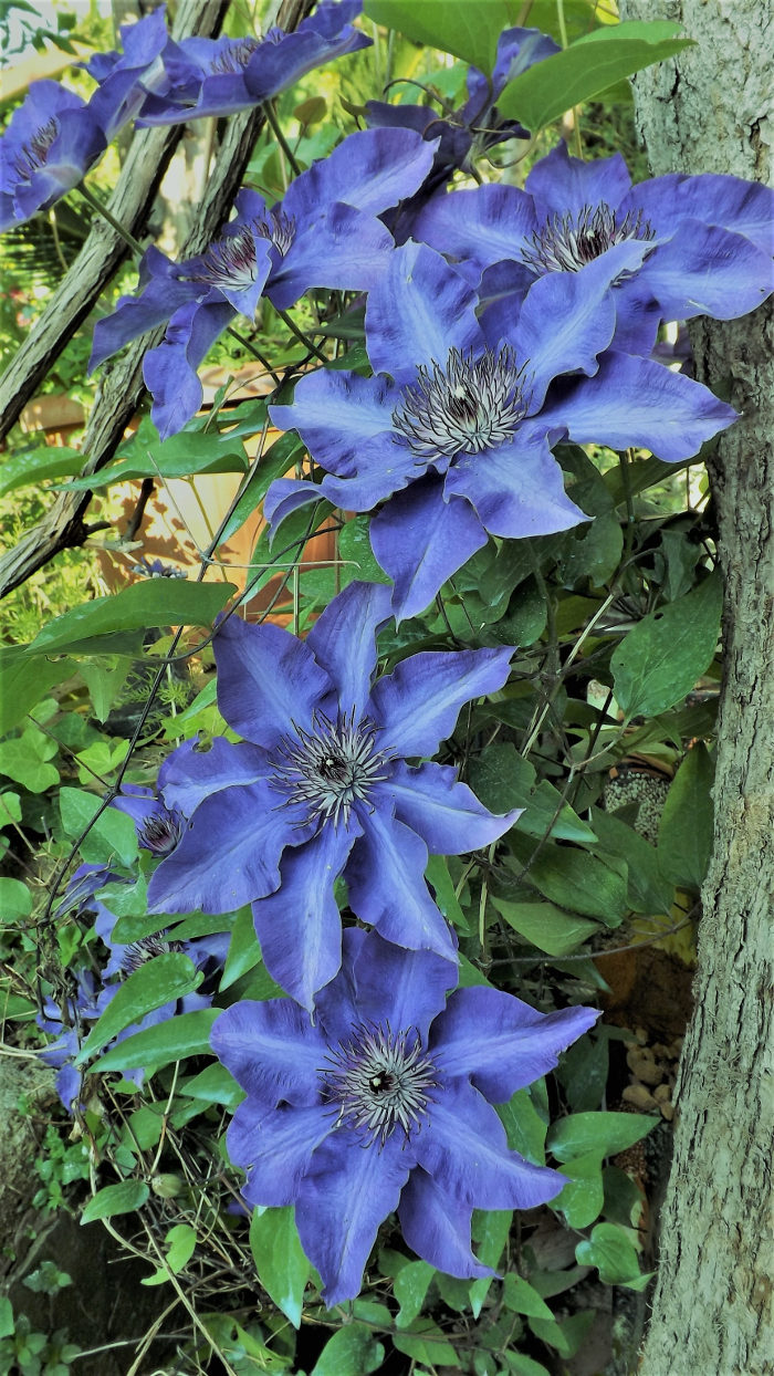 clematis1