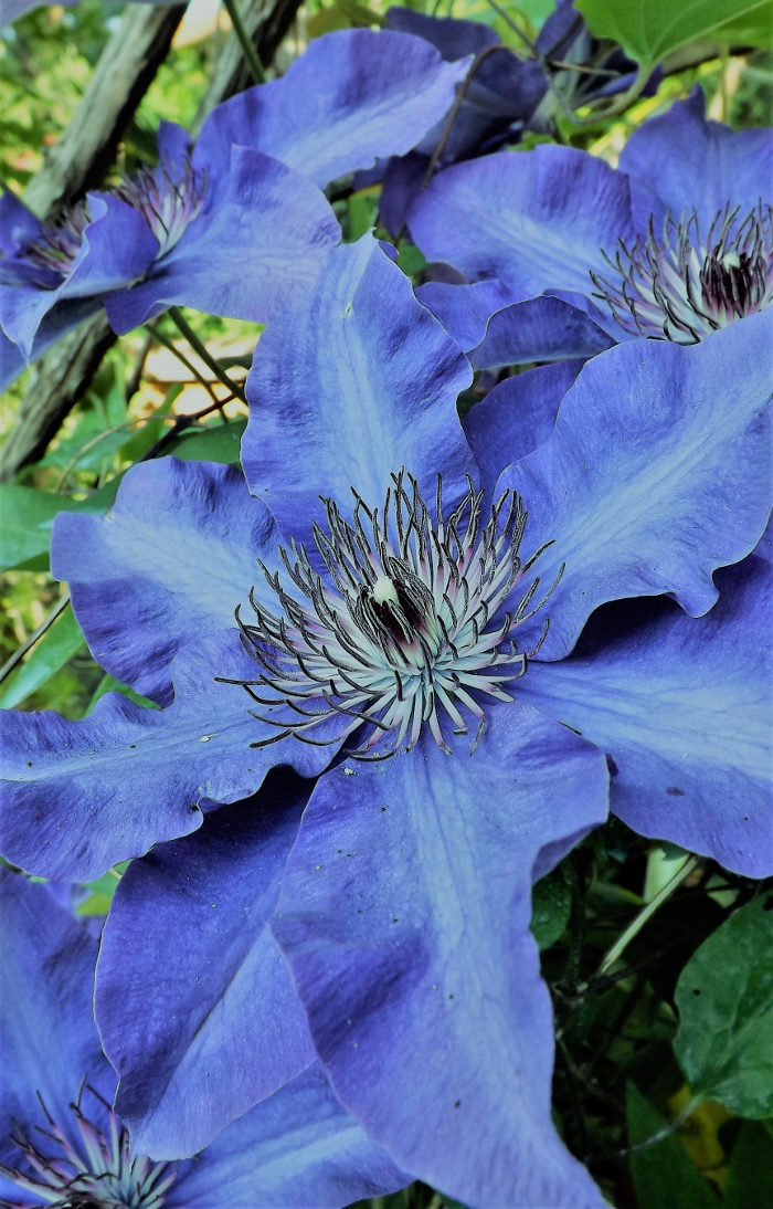 clematis 2