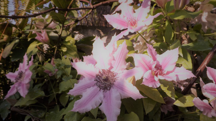 clematis rosa 1