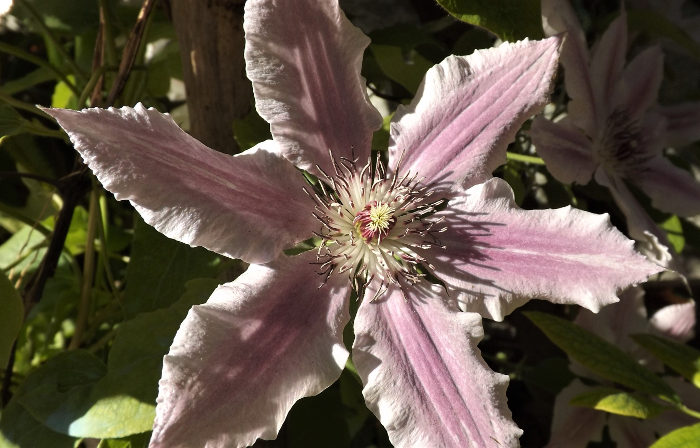 clematis rosa 3