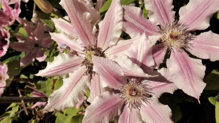 clematis rosa4